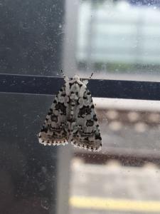 Click to view this image in a large viewer