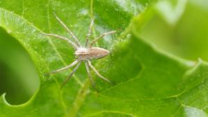 Click to view this image in a large viewer