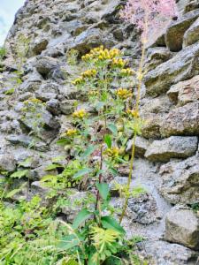 Click to view this image in a large viewer