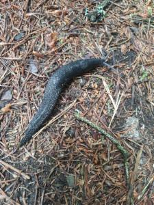 Click to view this image in a large viewer