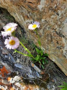 Click to view this image in a large viewer