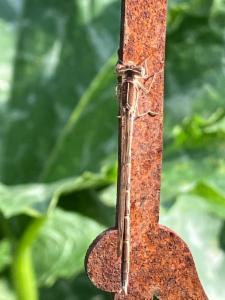 Click to view this image in a large viewer