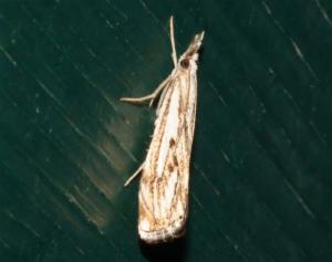 Click to view this image in a large viewer