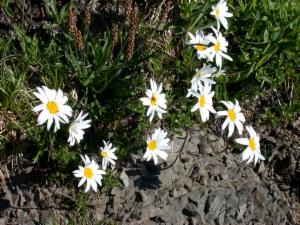 Click to view this image in a large viewer