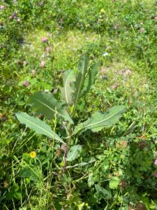 Click to view this image in a large viewer