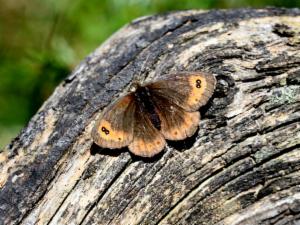 Click to view this image in a large viewer