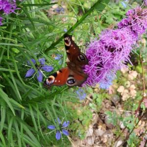 Click to view this image in a large viewer