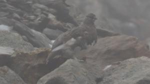 Click to view this image in a large viewer