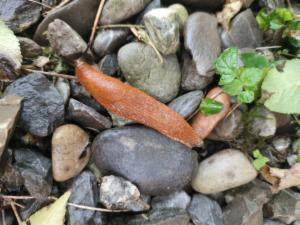 Click to view this image in a large viewer