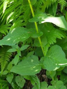 Click to view this image in a large viewer