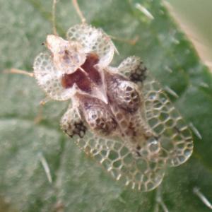 Click to view this image in a large viewer